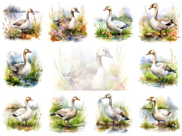 Goose Watercolor Clipart: Editorial Illustrations