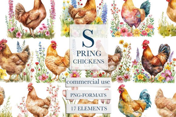 Watercolor Chicken Clipart & Rooster PNG Illustrations