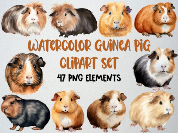 Watercolor Guinea Pig Clipart Illustrations Review