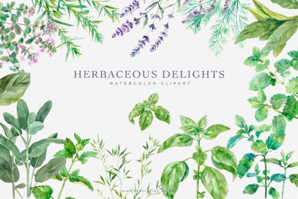Watercolor Herbs Clipart Collection: Illustrations for Crafters