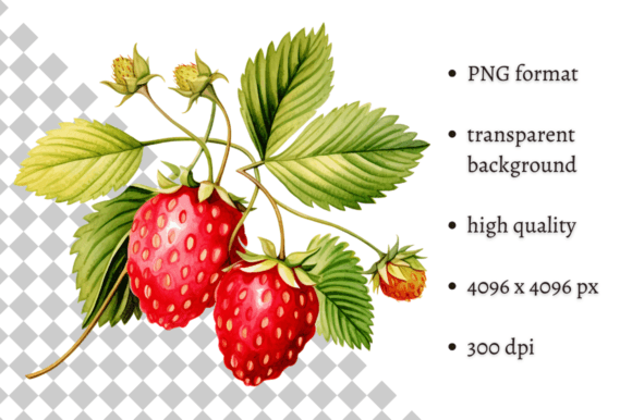 Watercolor Woodland Wild Strawberries Illustrations